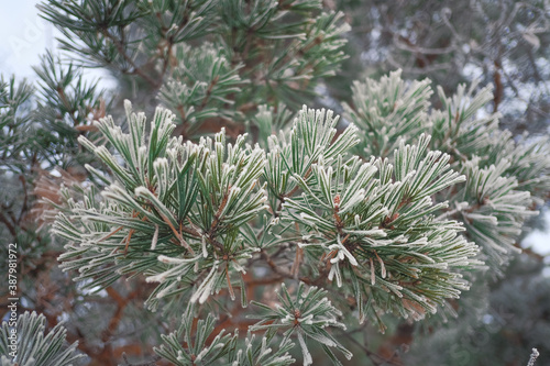 Beautiful ice crystals on spruce needles. Spruce branches covered with frost in winter forest. close-up. pine covered.