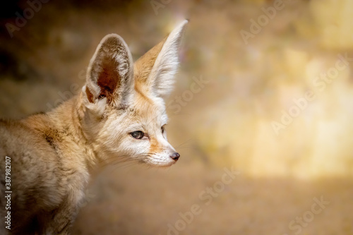 portrait of a fennec fox