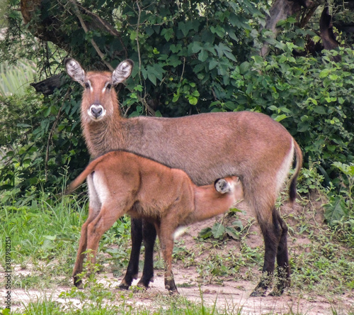 Defassa waterbuck kobus ellipsiprymnus defassa or antílope acuático, Murchison Falls National Park,Uganda