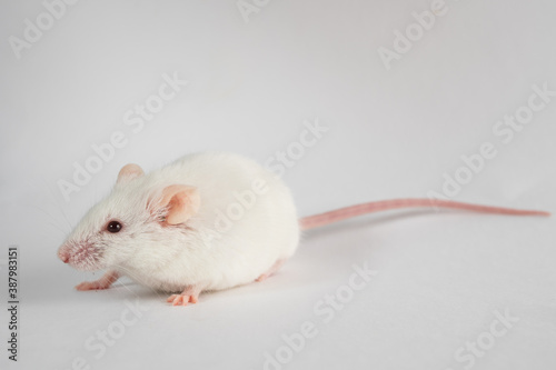white rat isolated on white background