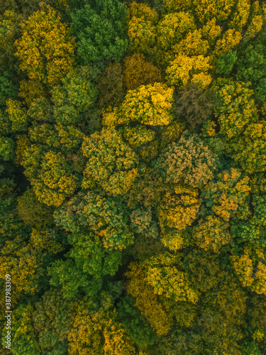 Aerial view of trees in the autumn forest. Beautiful colors of autumn in nature. vertical photo