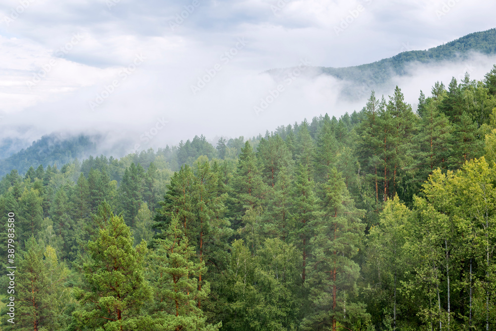 Landscape of a pine forest on a mountain in a fog.