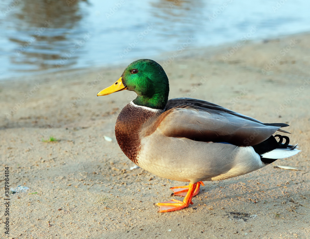 A wild duck stands on the shore A wild duck stands on the shore