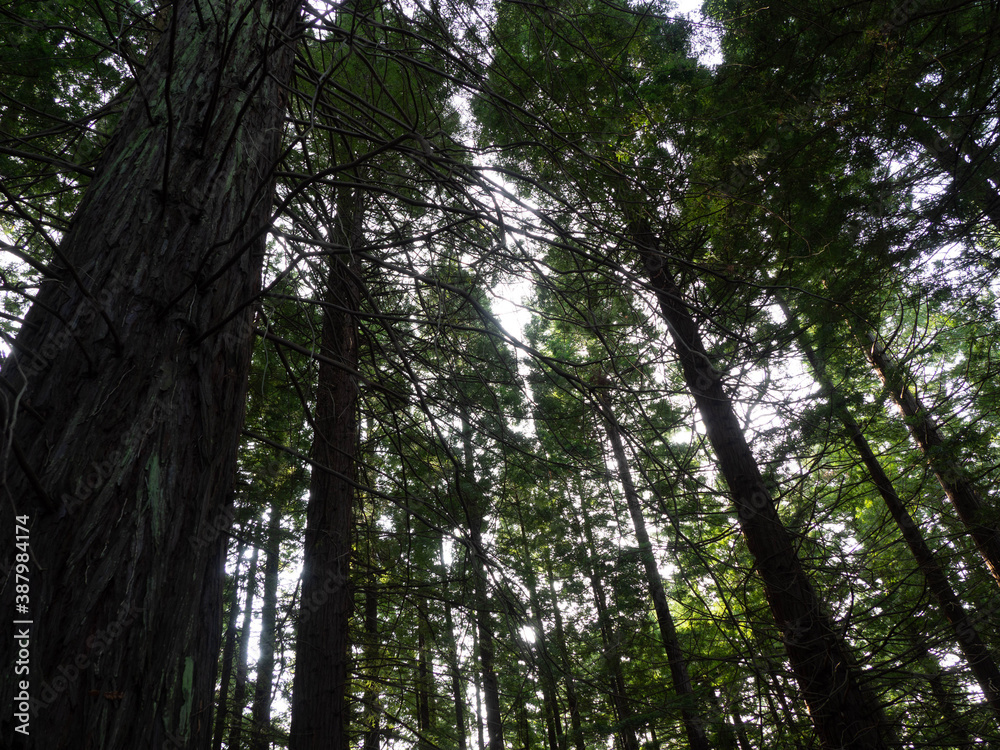 Fototapeta premium The biggest sequoia forest in Europe is in the north of Spain, with 36 metres trees, Cabezon de la Sal, Cantabria