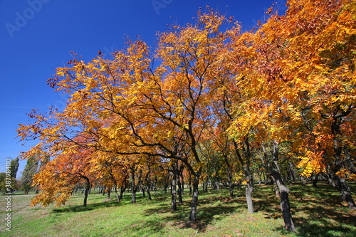 Autumn color trees in the park with clear blue sky
