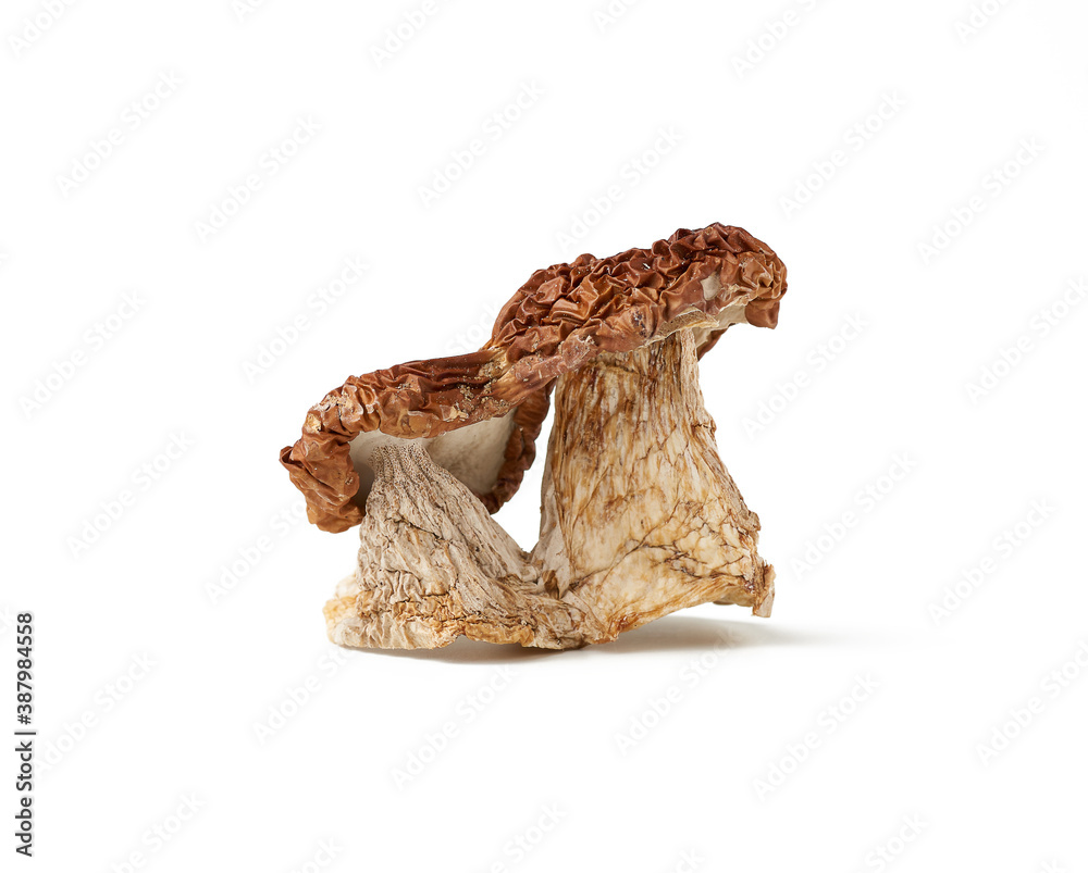 dry porcini mushrooms isolated on white background