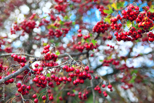 Hawthorn tree in the autumn . Background of red berries in the fall season 