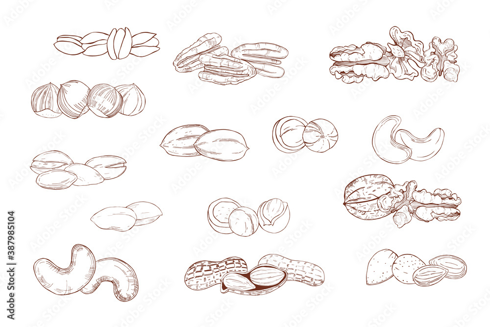 Nuts. Vector illustration. Nuts. Vector illustration.