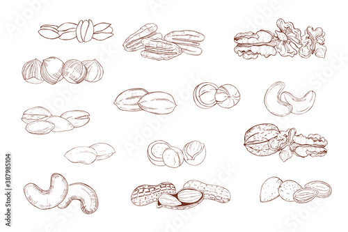 Nuts. Vector  illustration.