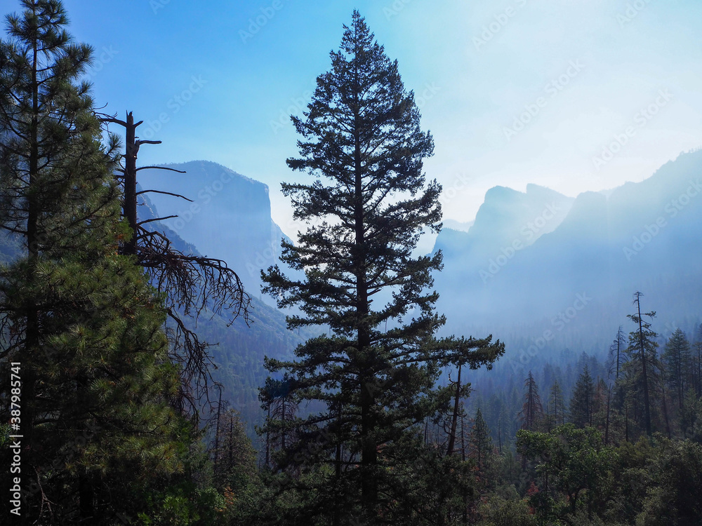 point of view of The pine in the foggy at Yosemite national park, National park in California, USA