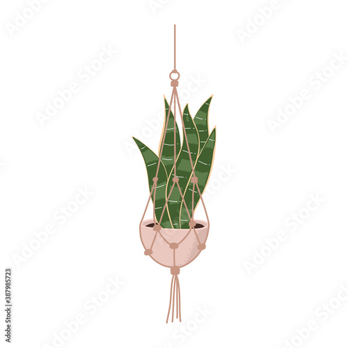 Houseplant snake plant hanging macrame planter hand drawn vector art elements illustration