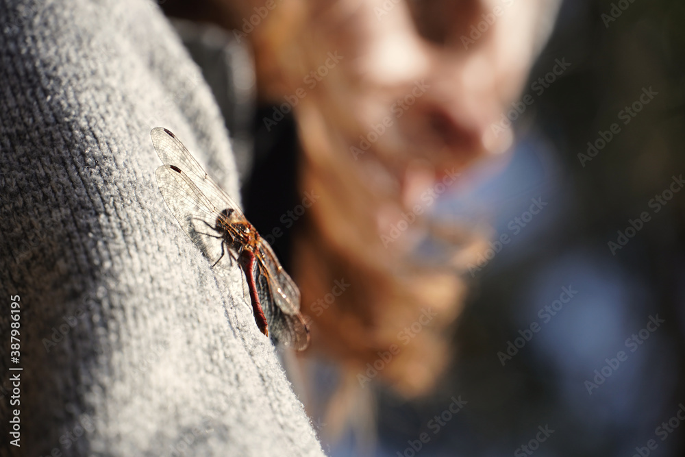 Obraz premium Dragonfly hitchhiking on female Arm