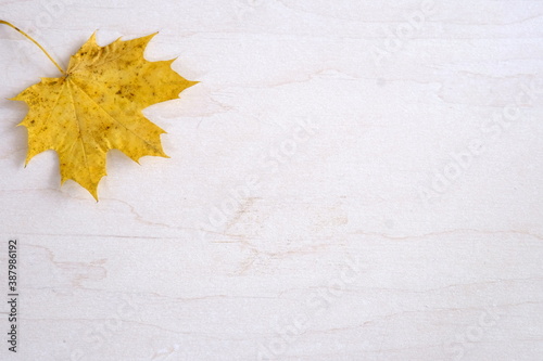 isolated autumn leaf on white wooden background