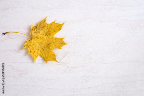 isolated autumn leaf on white wooden background