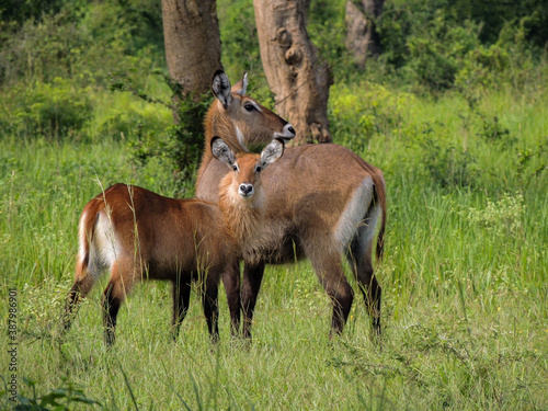 Defassa waterbuck kobus ellipsiprymnus defassa or antílope acuático, Murchison Falls National Park,Uganda