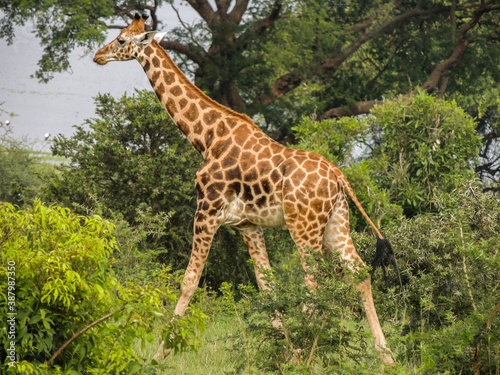 Rothschild giraffes in Murchison Falls National Park Uganda