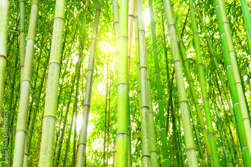 Bamboo forest and thickets with the bright light of the sun, look at the top green eco texture.