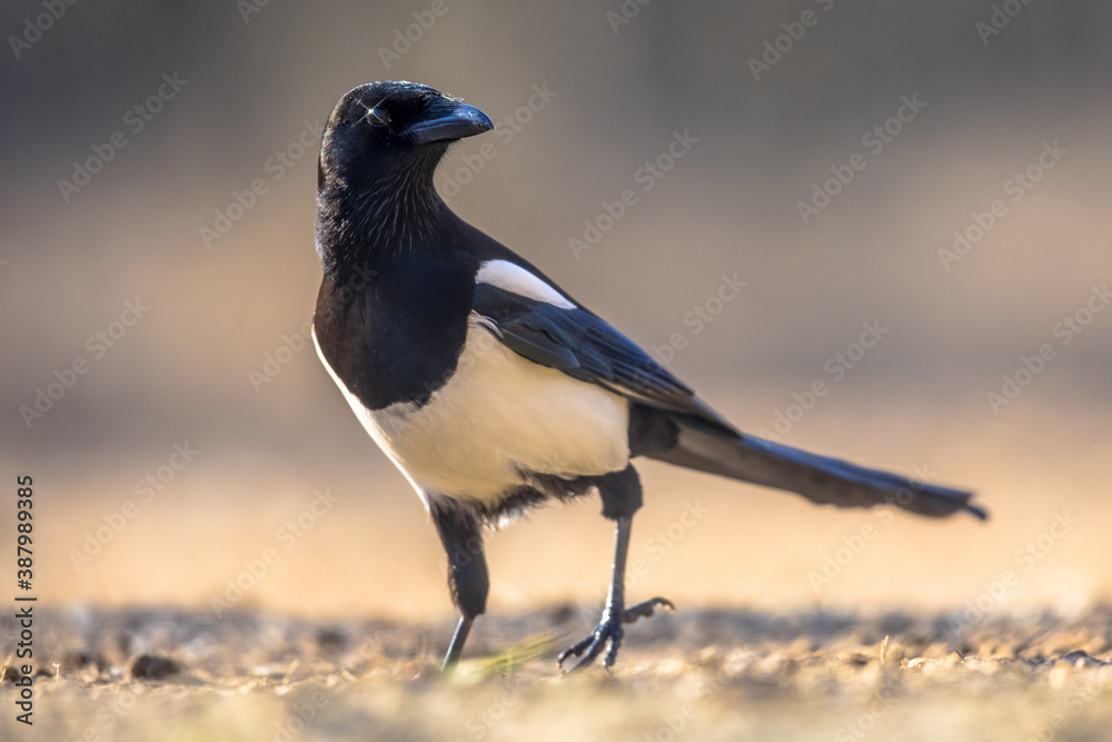 Fototapeta premium Eurasian Magpie looking at camera