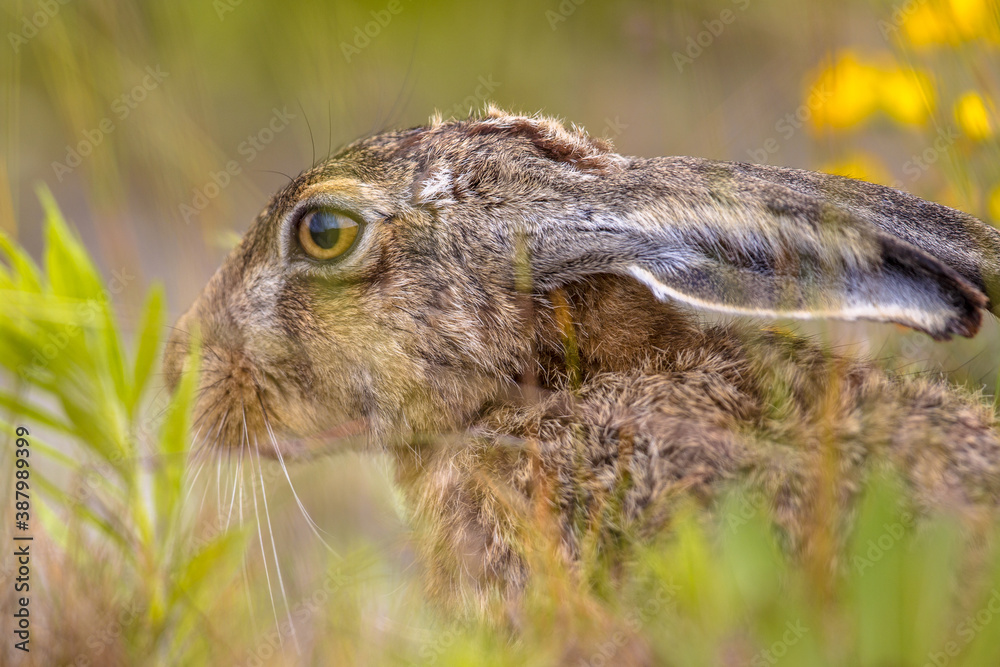 European Hare hiding in vegetation European Hare hiding in vegetation