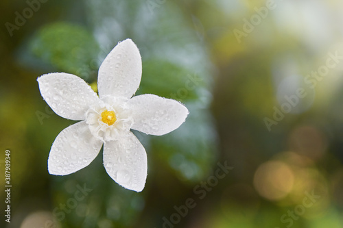 photo of white flower with drops of water on top after rain 