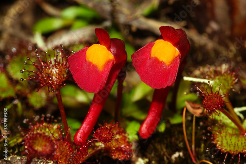 Double red flower of Utricularia menziesii a western Australian wildflower and bladderwort, together with Drosera monticola photo