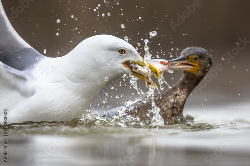 Gul and Cormorant fighting over fish photo