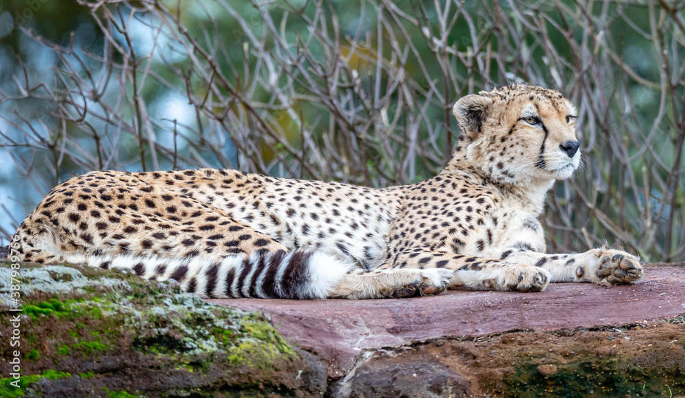 Obraz premium cheetah in the grass