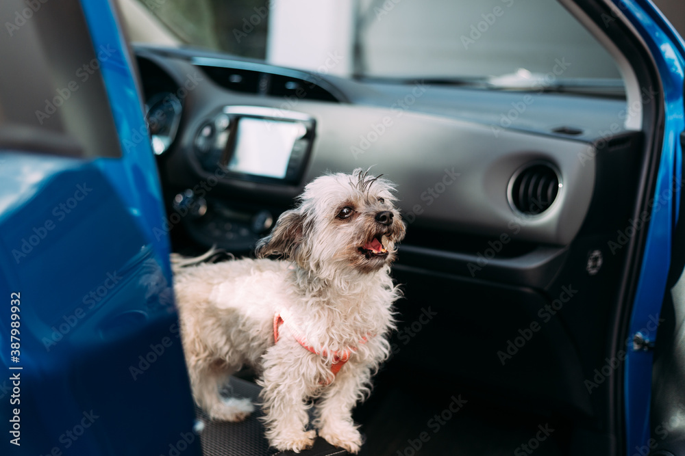 Beuatiful little dog on car front seat ready for travel. Bolonka zwetna Beuatiful little dog on car front seat ready for travel. Bolonka zwetna