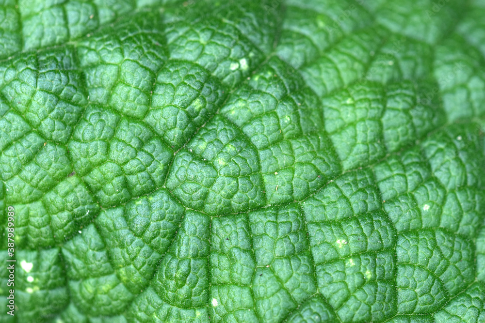 Close up green leaf texture