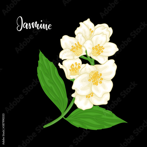 beautiful branch flower jasmine cartoon watercolour style isolated on black background. Hand-draw branch flowers. Design element for greeting card and invitation. Vector illustration