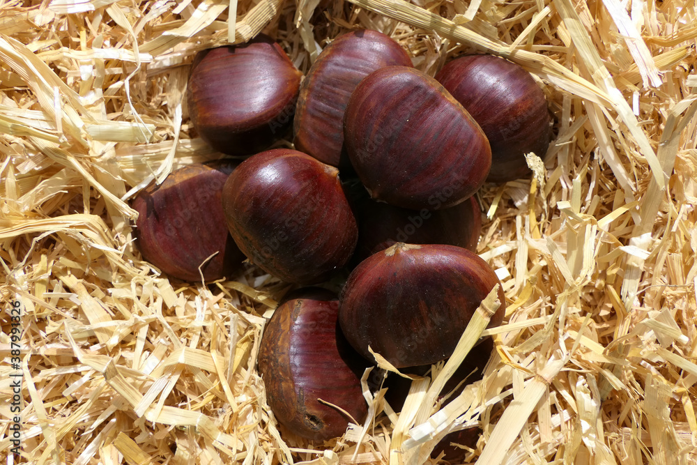 Autumn decorative, cookable and edible fruits of the sweet chestnut tree Autumn decorative, cookable and edible fruits of the sweet chestnut tree