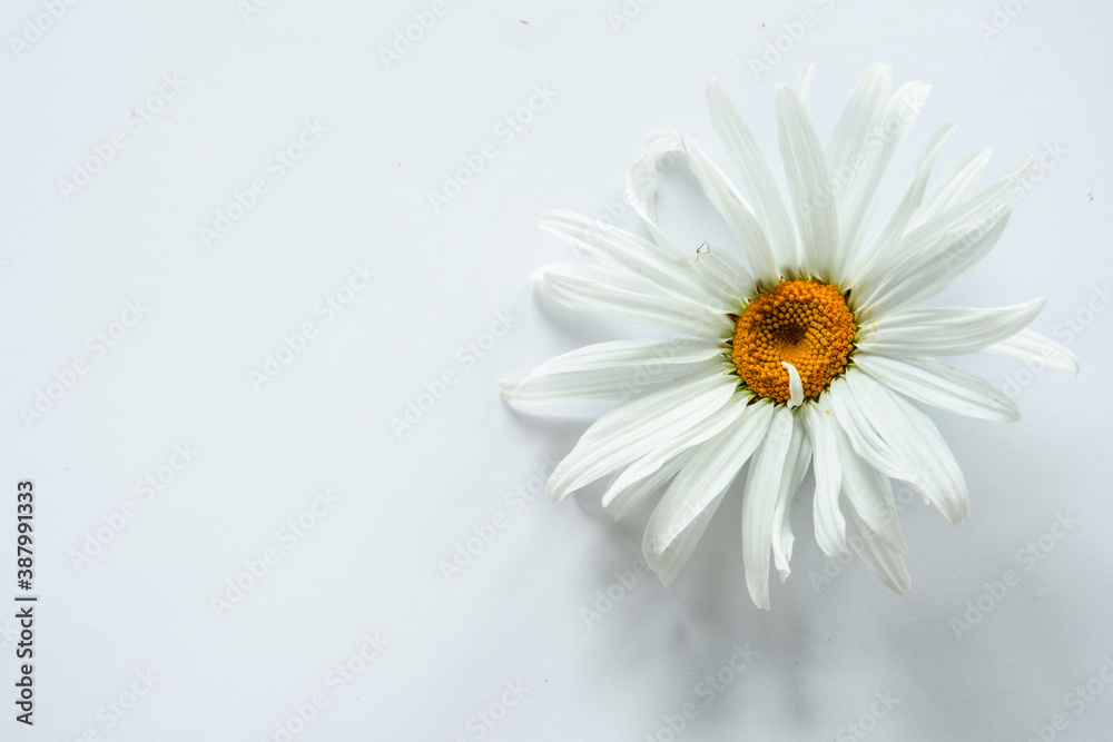 Obraz premium White chamomile on white background