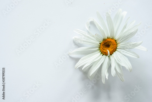 White chamomile on white background