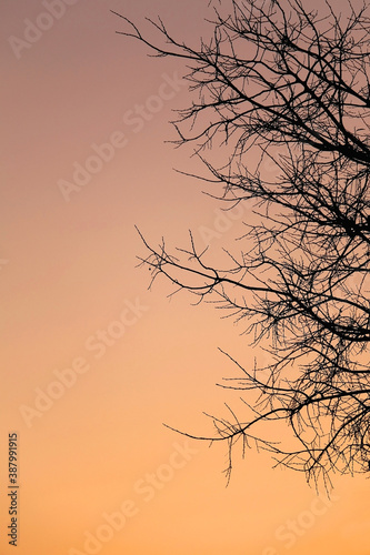 Bare tree branches and winter sunset. Selective focus.