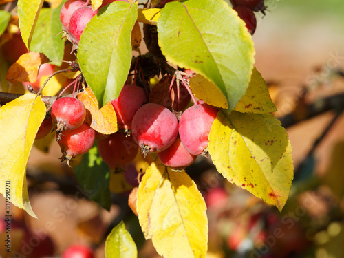 (Malus) Zierapfelbaum mit trauben von glänzenden und rötlichen kleinen Früchten mit leuchtend gelb verfärbte Laub im Herbst photo