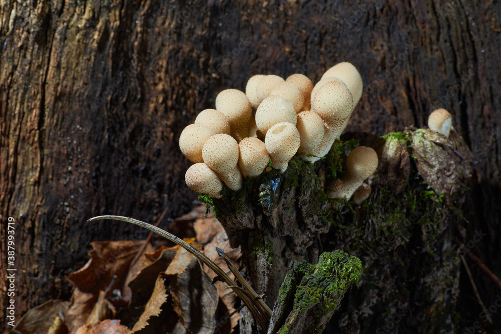 Lycoperdon perlatum, known as the common puffbal, wild growing mushroom. The fruit bodies are eatable Lycoperdon perlatum, known as the common puffbal, wild growing mushroom. The fruit bodies are eatable