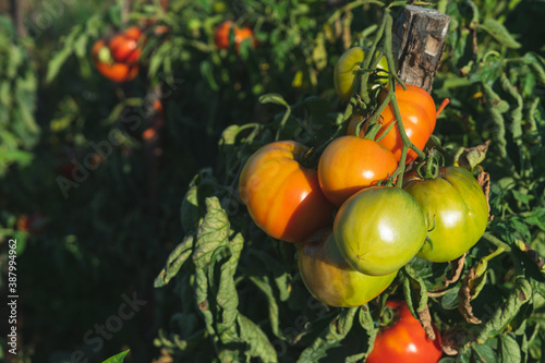 Ripe tomatoes on the plant. Agricultural concept.