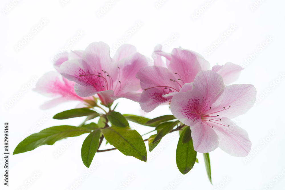 Obraz premium ツツジ