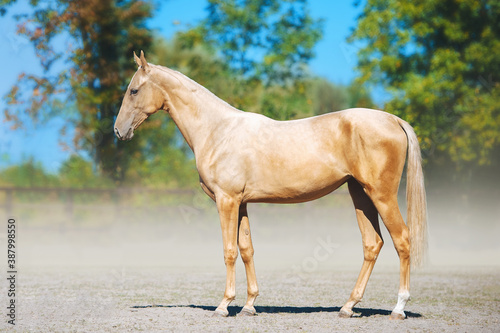 Fotografie Full-length portrait of the Akhal-Teke salt horse