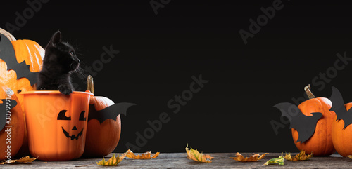Writeable Halloween consept. An adorable black kitten sitting in halloween trick or treat bucket looking inside the picture with pumpkins and bats isolated on gray background.
