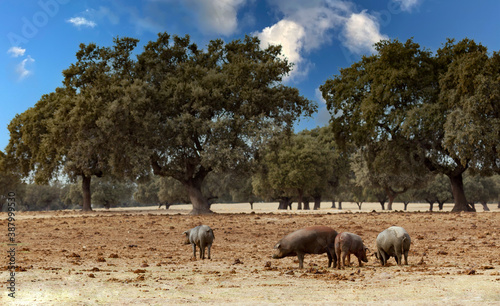 Herd of pigs in the Spanish pasture
