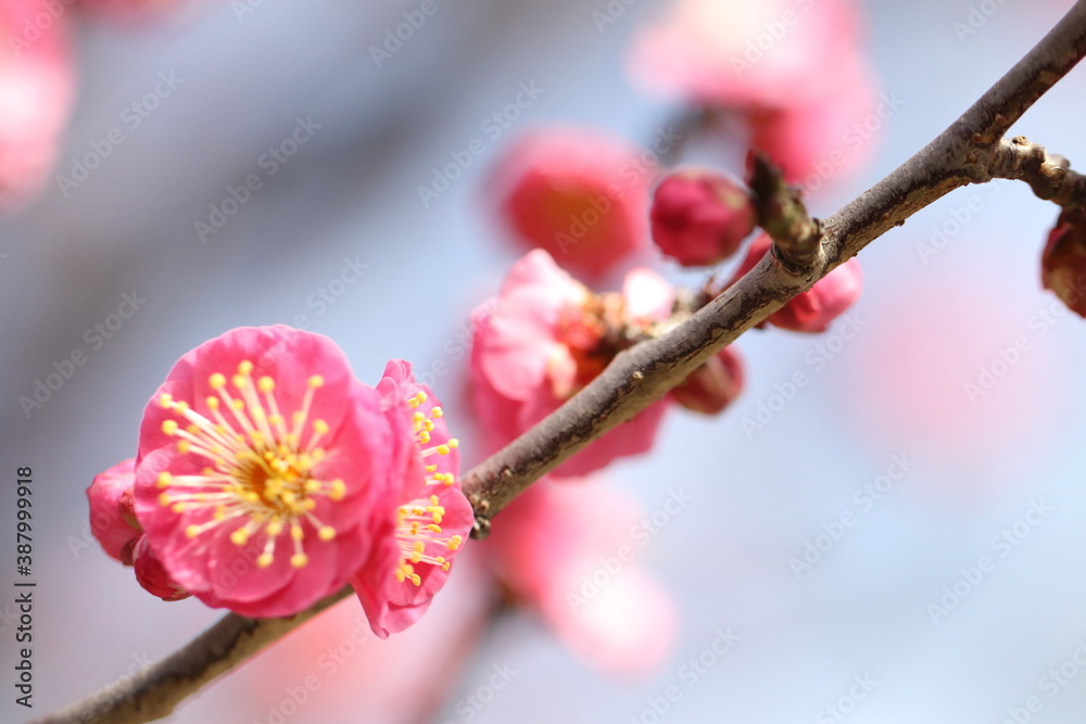 pink cherry blossom