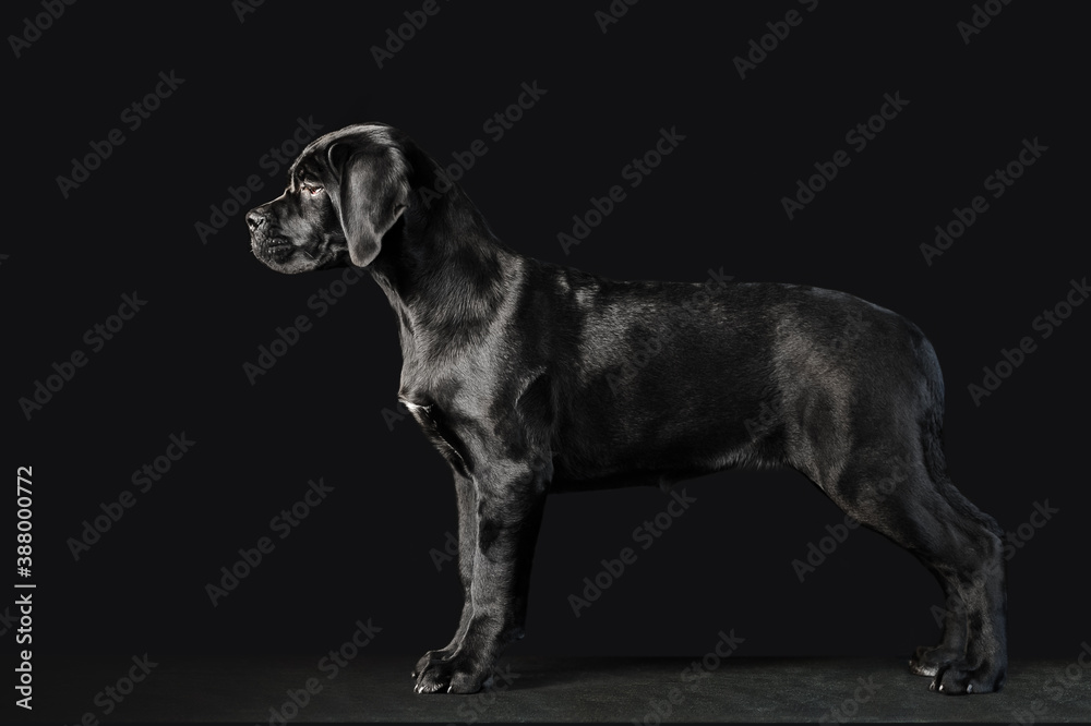 Black puppy Cane Corso on a black background in full growth. Exterior of the puppy in profile