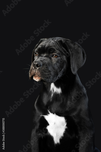 Black puppy Cane Corso on a black background. Portrait of a cute puppy closeup