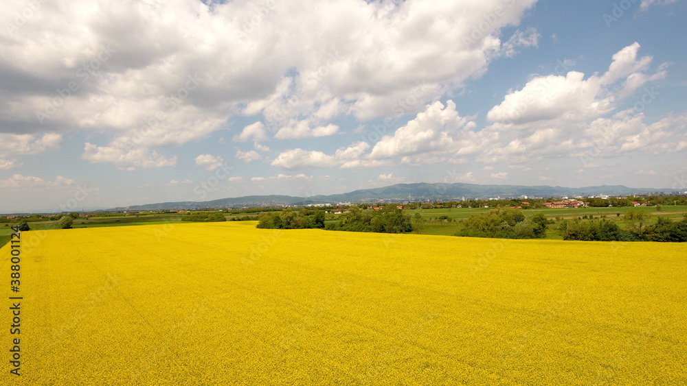 Obraz premium Rapeseed field near Zagreb