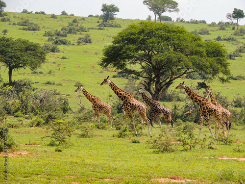 Rothschild giraffes in Murchison Falls National Park Uganda