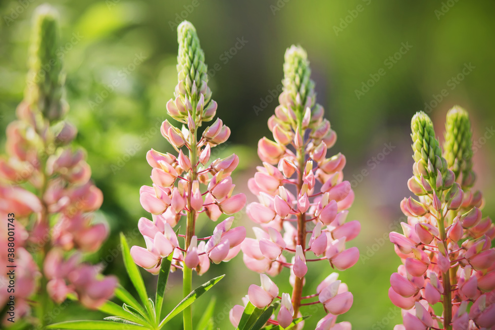 Delicate fragrant pink lupine flowers bloom in a field of green grass, illuminated by the warm light of the sun on a summer day. Wild field flowers. Delicate fragrant pink lupine flowers bloom in a field of green grass, illuminated by the warm light of the sun on a summer day. Wild field flowers.