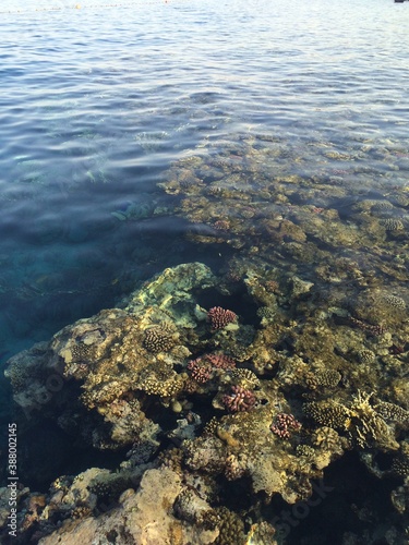 coral reef in Egypt © Alisa