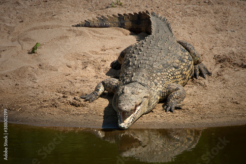 Crocodile laying in the African sun