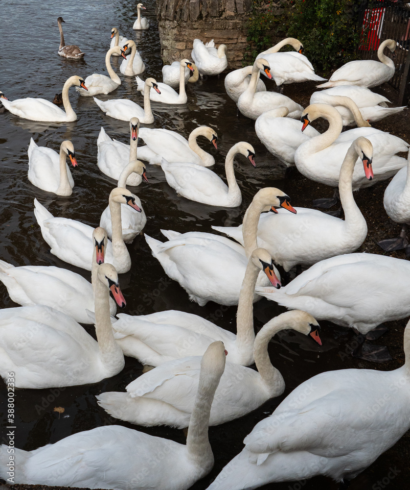 Obraz premium Swans on the River Thames, near Windsor Bridge, gather for food from tourists at historic Windsor, west of London, where the British royal family live. 